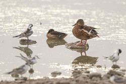 Chaharmahal-Bakhtiari wetlands hosting 80 species of birds