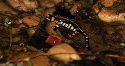 Water stress pushing reptiles, amphibians to extinction