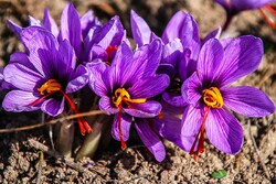 Saffron inhibits growth of cancer cells: study