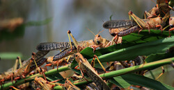 desert locusts