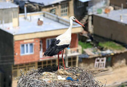 Darreh Tafi locals celebrate return of storks