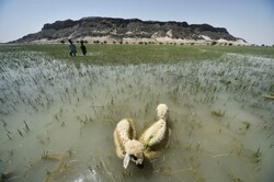 UNDP supports efforts to conserve Iran’s wetlands