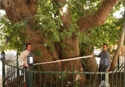 Old trees in Qazvin made national heritage