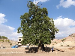 pistacia tree
