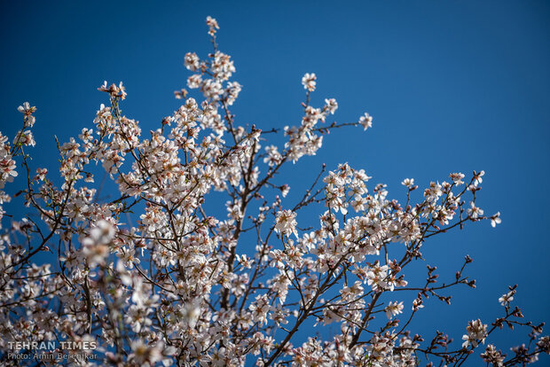 Spring in blossom