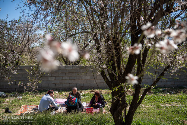 Spring in blossom