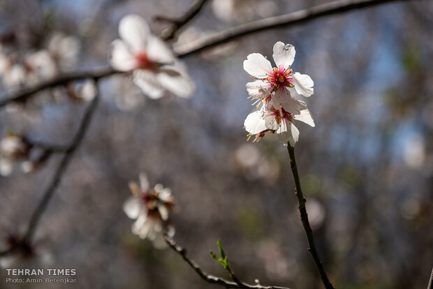 Spring in blossom