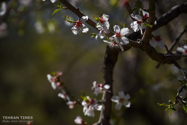 Spring in blossom