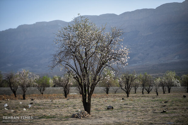 Spring in blossom