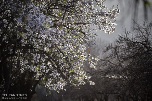 Spring in blossom