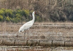 Siberian crane wintering in Iran back home