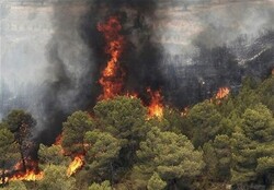 Wildfire burns 100,000 ha of forests, rangelands in 5 years