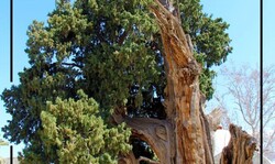 Old cypress named Iran’s 1000th natural heritage