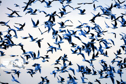Migratory birds of Golestan wetlands back to Siberia