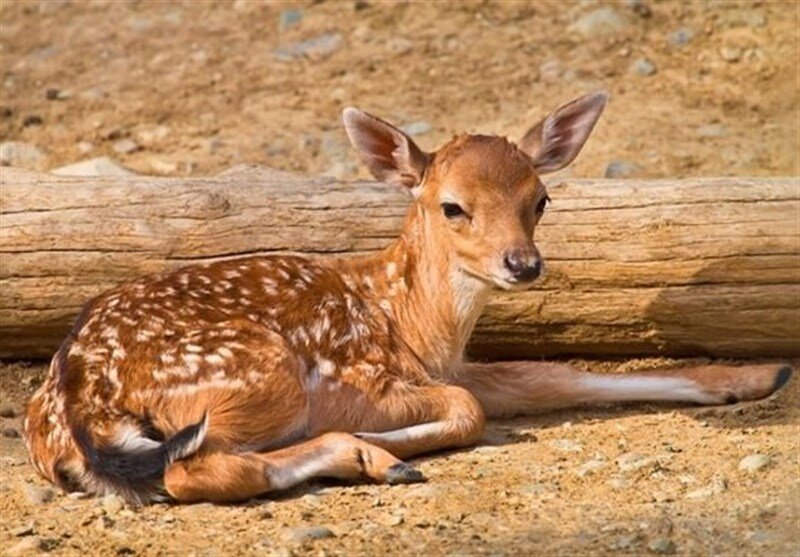 First fallow deer fawn born in new year - Tehran Times