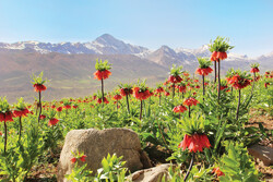 Upside-down tulips bring color to mountains