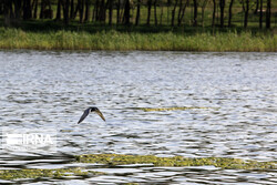 Migratory birds land in Ghouri Gol intl. wetland