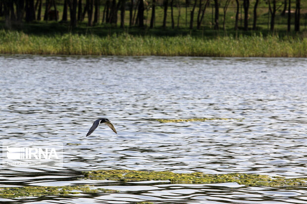 Migratory birds land in Ghouri Gol intl. wetland