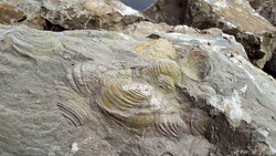Maragheh fossil site