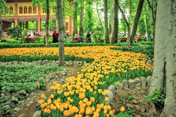 Tulips garden in Tehran 