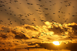 Iran hosts 2m migratory birds in Jan.-Feb. 2021