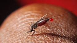 Iran on final step to eliminate malaria