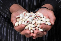 pistachios