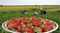 Strawberry harvest festival