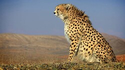 “Iran” able to reproduce cheetahs for next 5 years