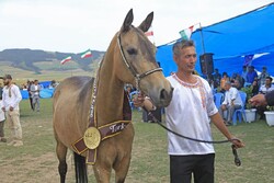 ‘Beauty’ of Turkmen horses admired at Golestan festival
