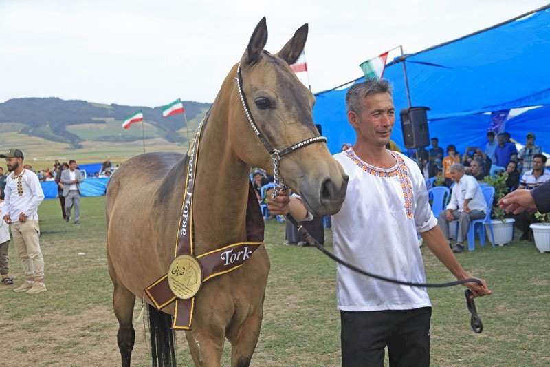 ‘Beauty& of Turkmen horses admired at Golestan festival