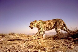 UN ambassador calls for lifting sanctions to protect Persian leopards