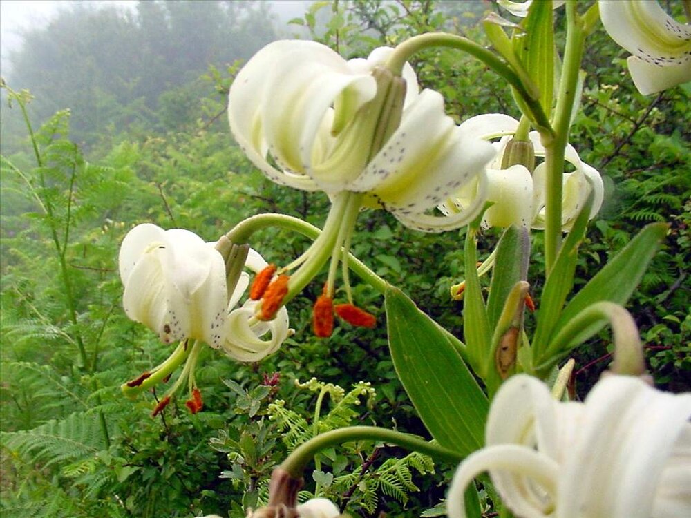 lilium ledebourii