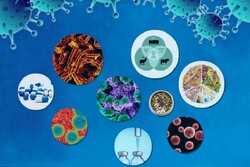 Tehran to host intl. microbiology congress