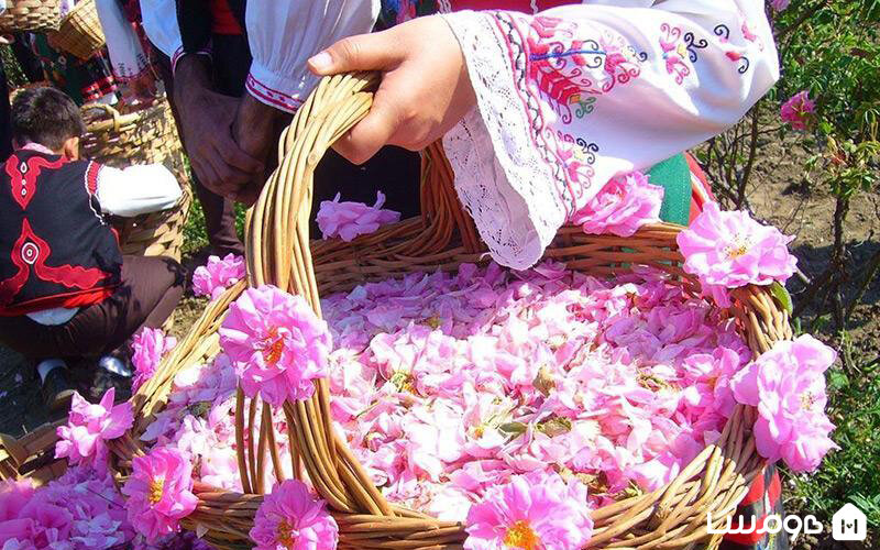 rosewater festival