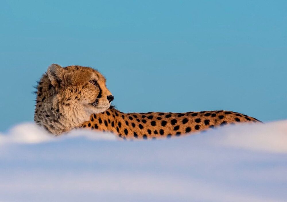 Iranian doc on Asiatic cheetah makes its way to ABU festival