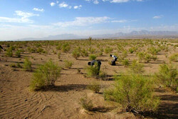 Desertification control