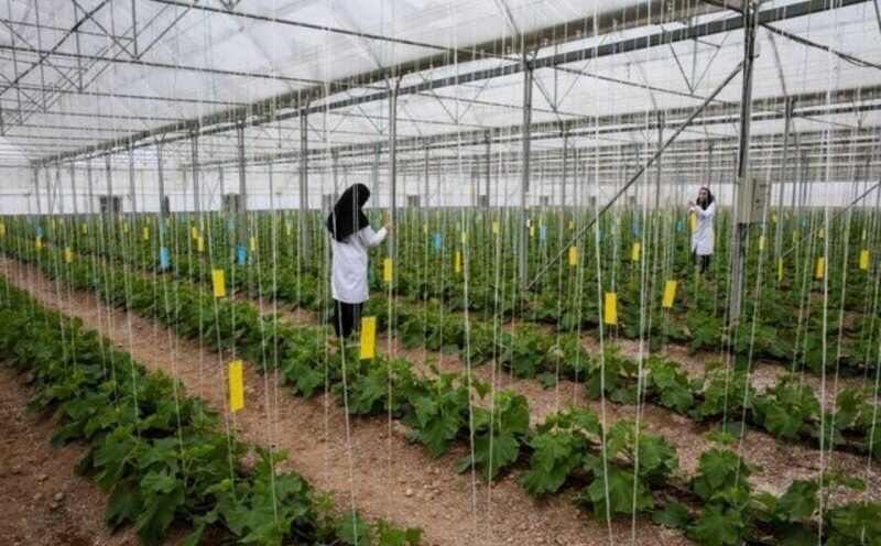 greenhouse