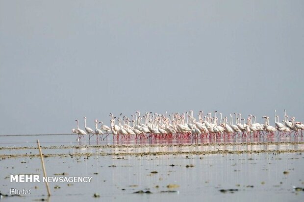 Italian flamingos glamour of birdwatching in southwest Iran, tourism minister says