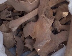 Human skeletons unearthed from historical site northeast Iran