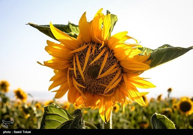 Khoy offers nature, leisure, and culture