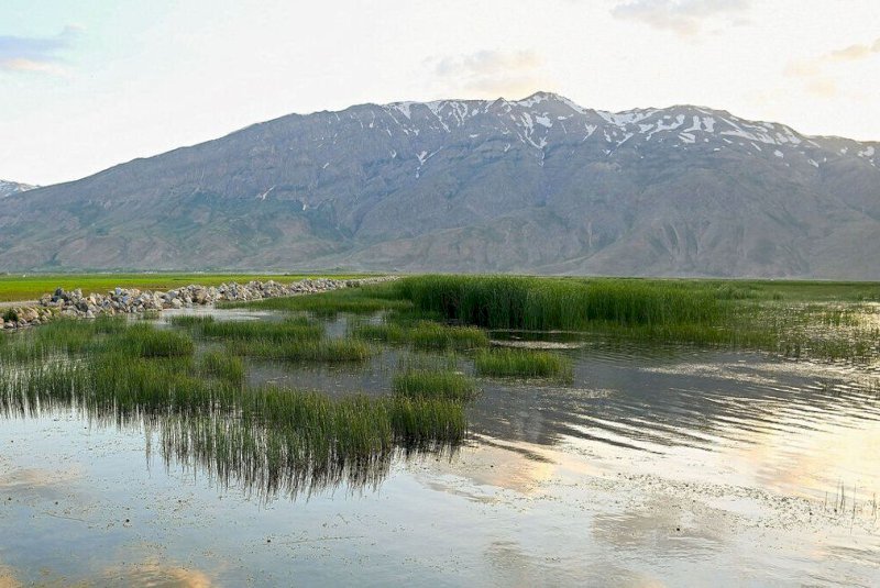 Gandoman wetland