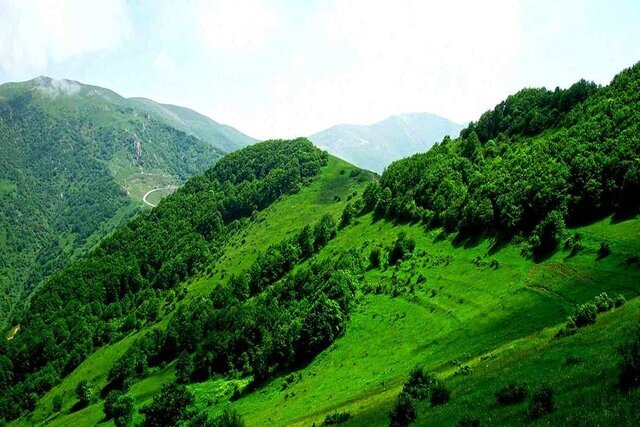 Zagros forest restoration document drawn up