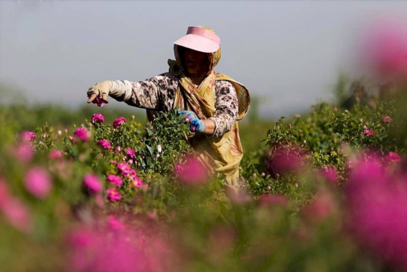 Rose harvesting festival