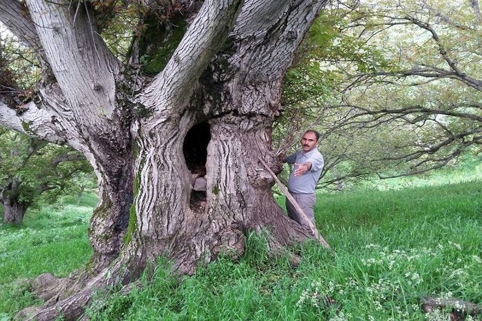 Old trees, mineral spas in Ardabil made national heritage