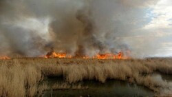 Wildfire burns in Iraqi wetland causes air pollution in Iran