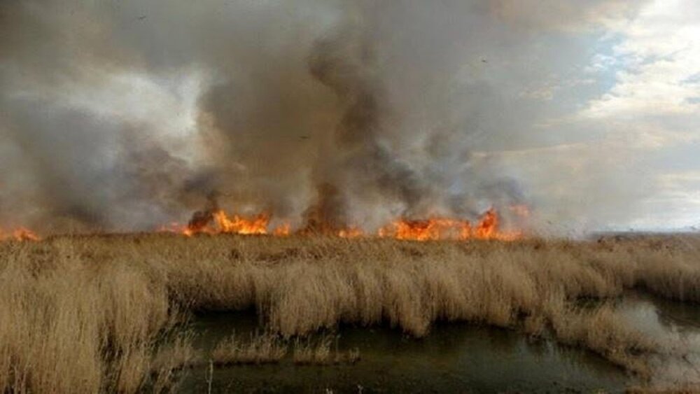 Wildfire in Iraqi wetland causes air pollution in Iran