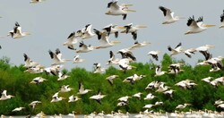 Over 7% of aquatic birds on IUCN Red List