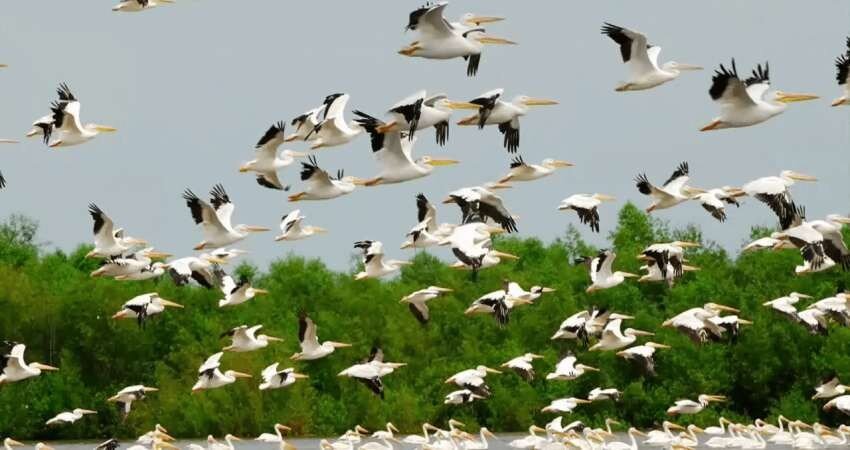 Over 7% of aquatic birds on IUCN Red List