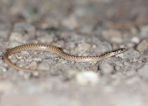 Let’s shed your fears to save endangered snakes
